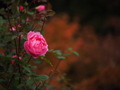 薔薇と紅葉