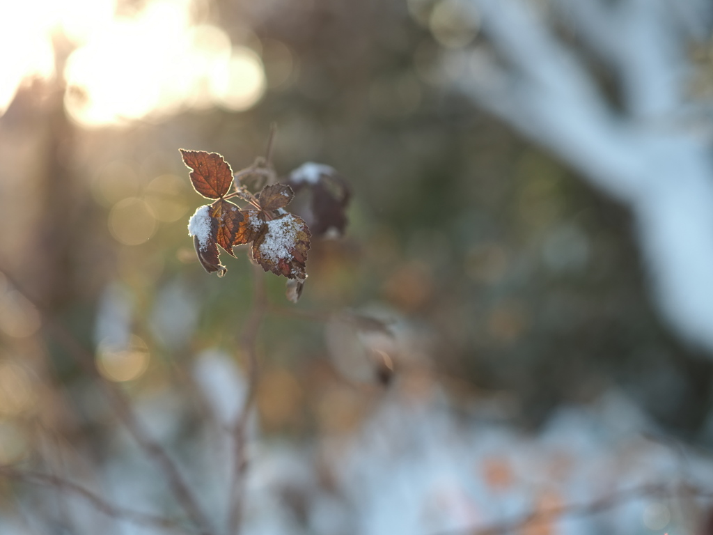 光の森
