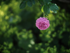 緑陰の青薔薇