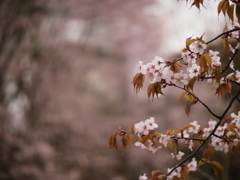 櫻のおもひで