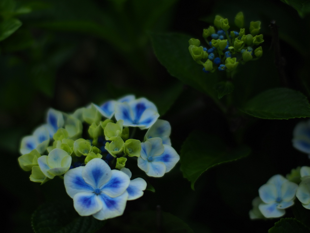 紫陽花の色