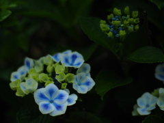 紫陽花の色