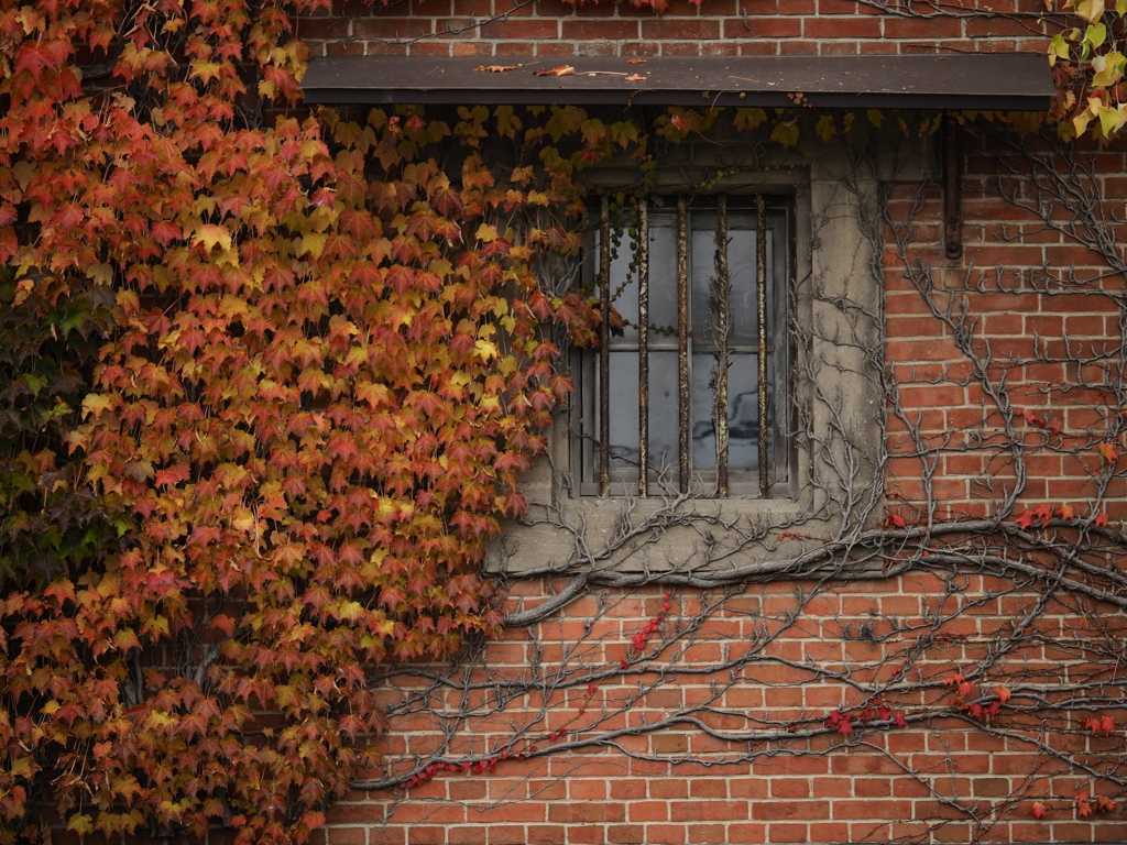 鉄格子の秋