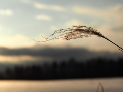 夕雲枯芒