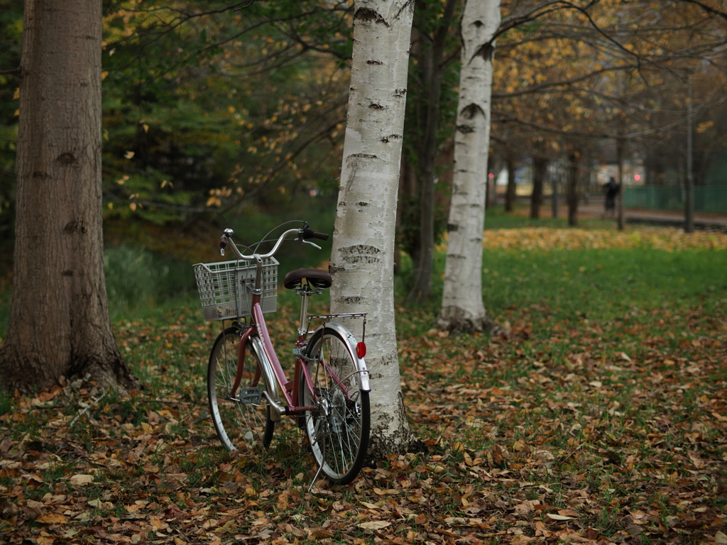 自転車と白樺