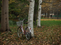 自転車と白樺
