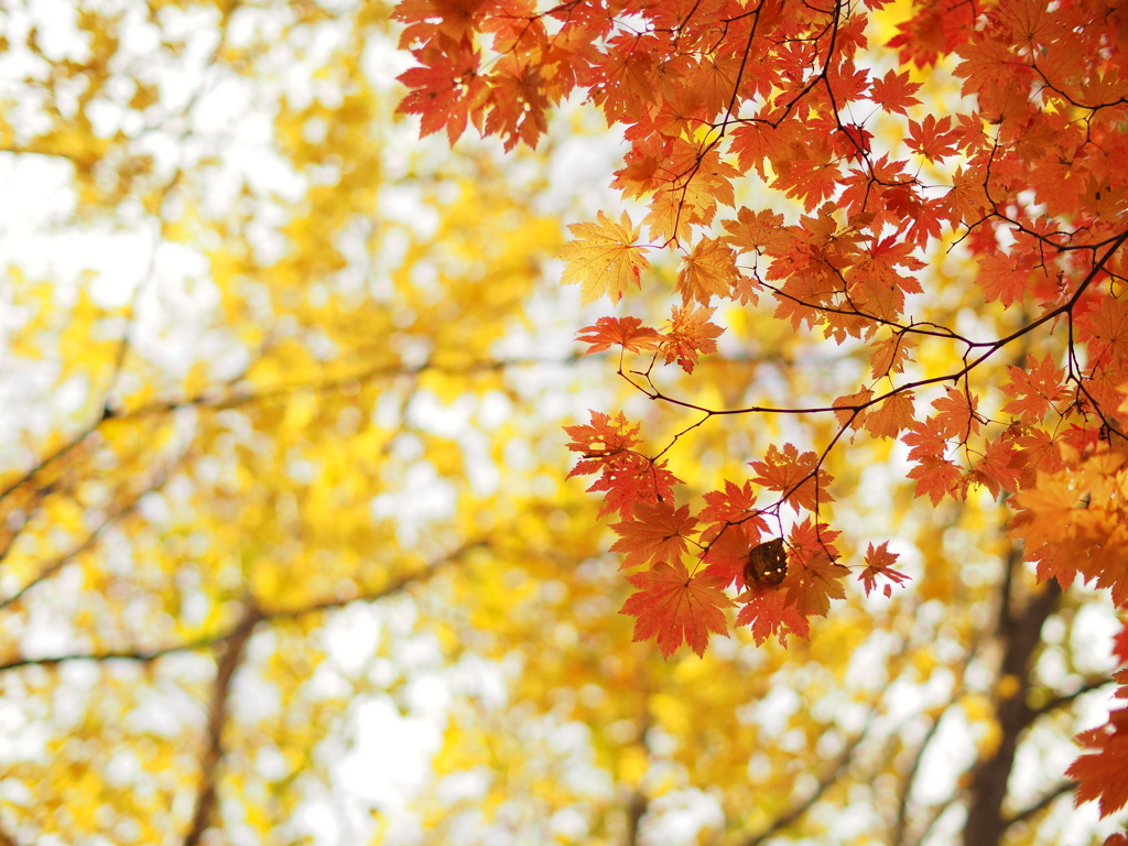 或晴れた秋の日に