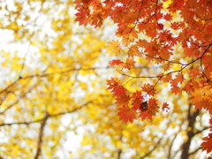 或晴れた秋の日に