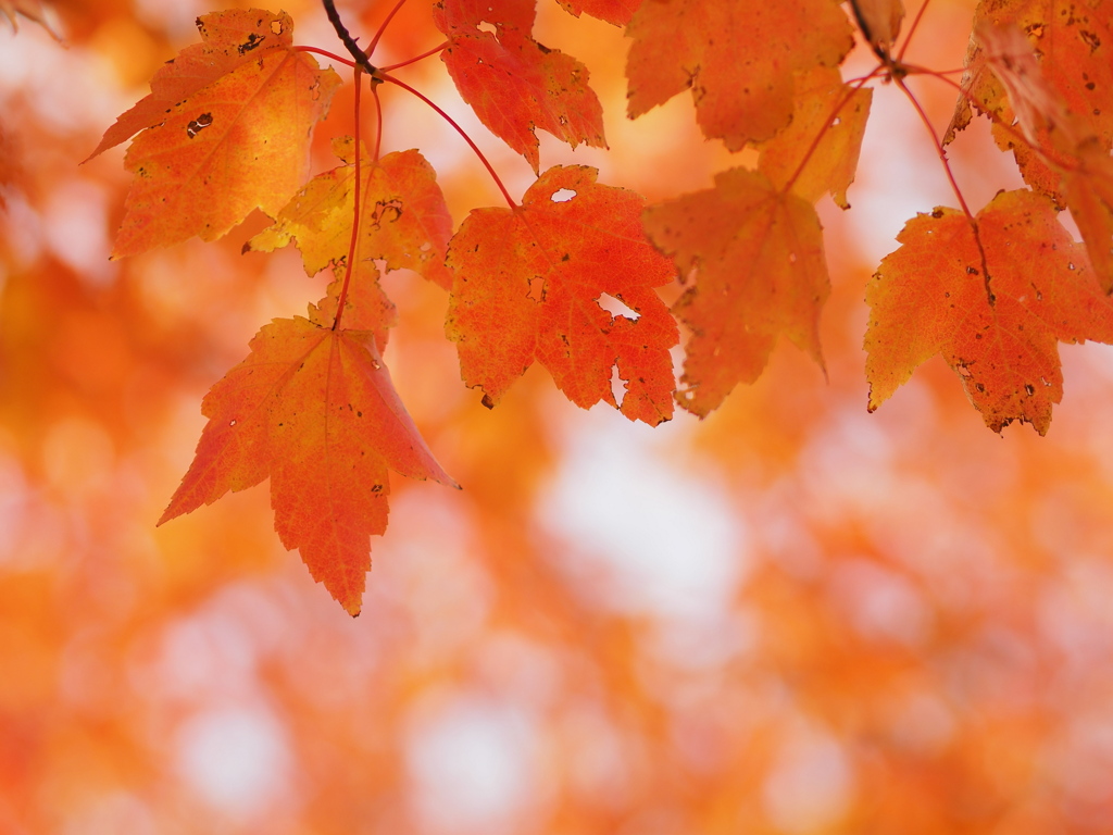 透き通っていく世界