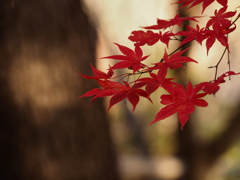 木洩れ日と紅葉