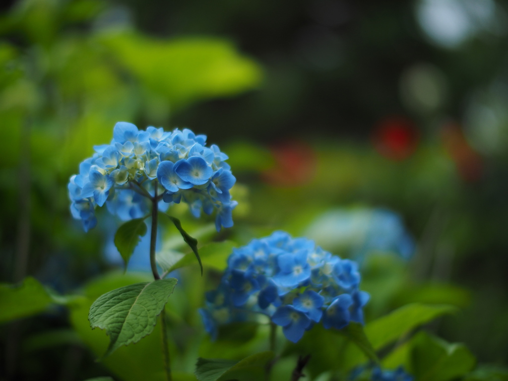 薔薇園の紫陽花