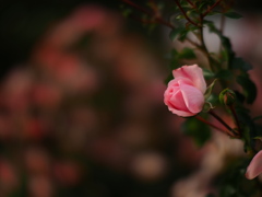 芳香の薔薇