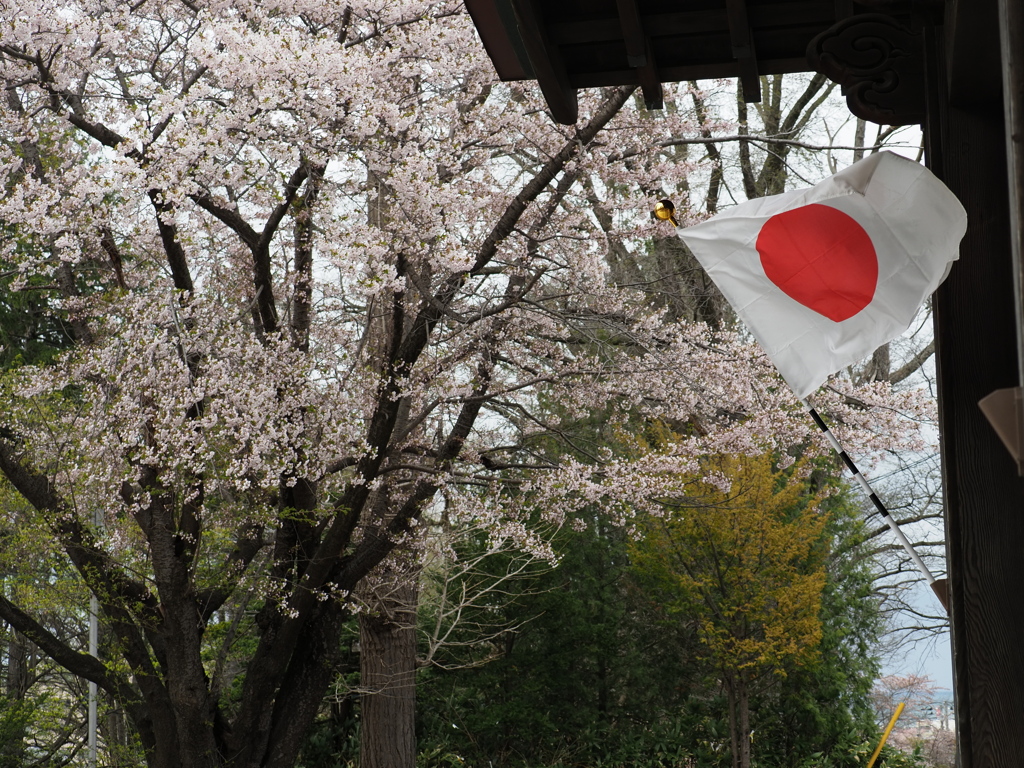 旗日の櫻