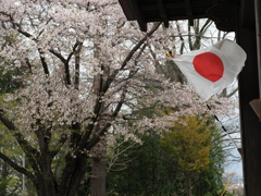 旗日の櫻
