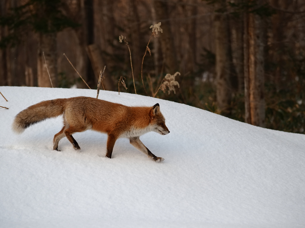 きつねとおさんぽ