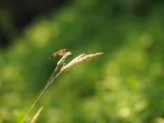 光と蜻蛉