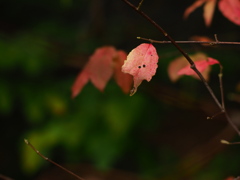 寂しい吊り花