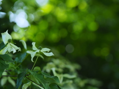 光の雫