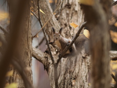 蝦夷栗鼠登場