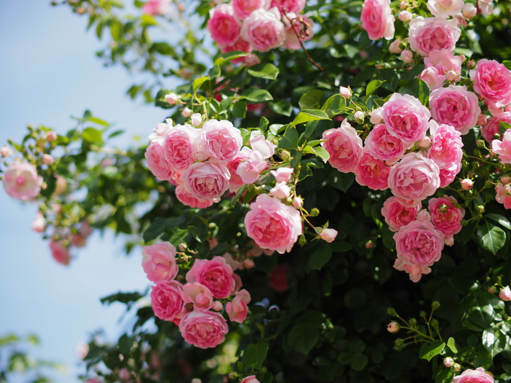 晴の薔薇