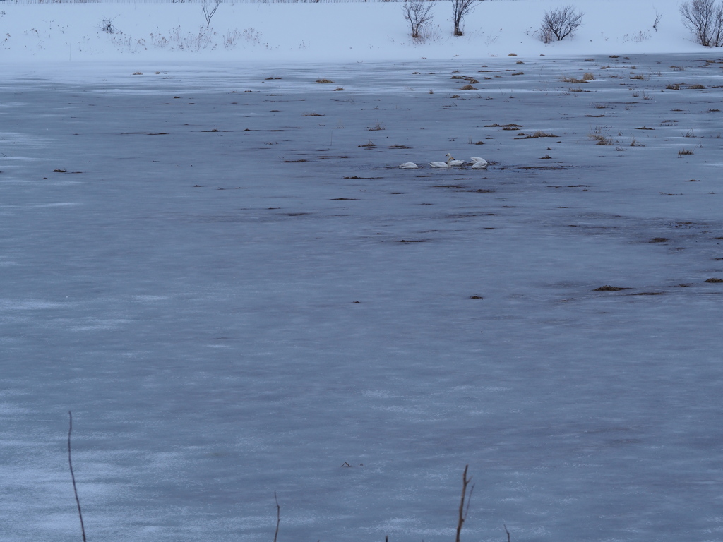 氷水に憩う