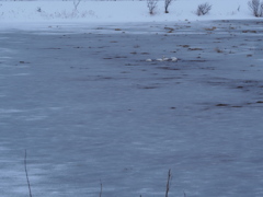 氷水に憩う