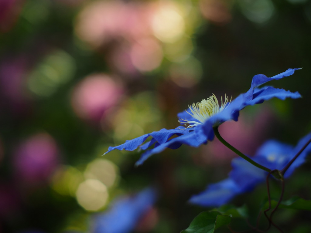 たのしい薔薇園