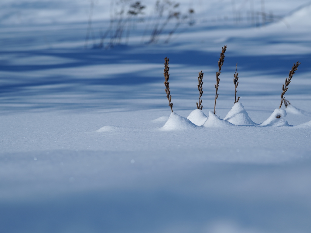 埋もれても楽しそうですね