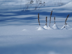 埋もれても楽しそうですね