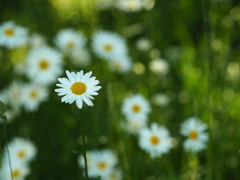 木洩れ日の花園