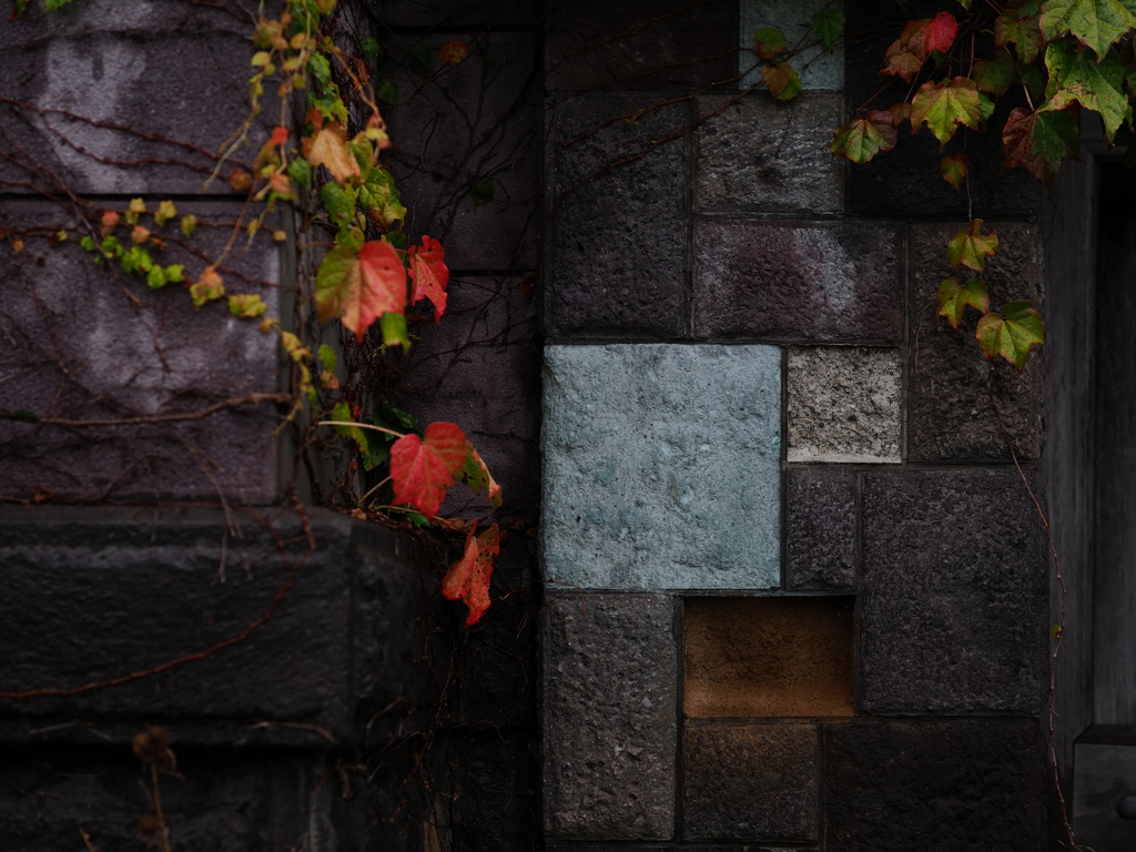 蔦と石のコンポジション