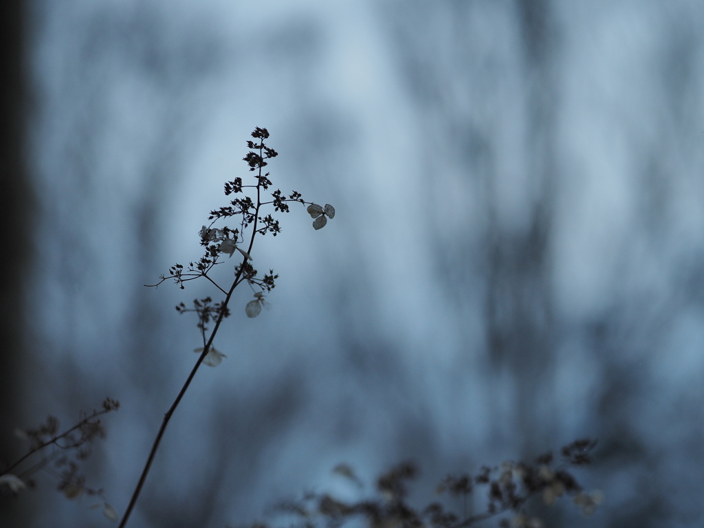 虚無の花