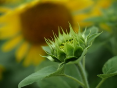 八月のメラメラ