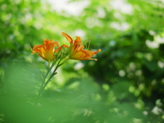 葉陰に咲く