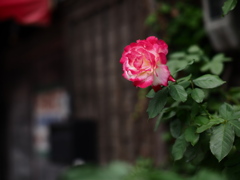 北七条の薔薇