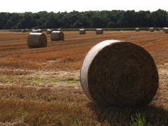少し陽が傾いたロール