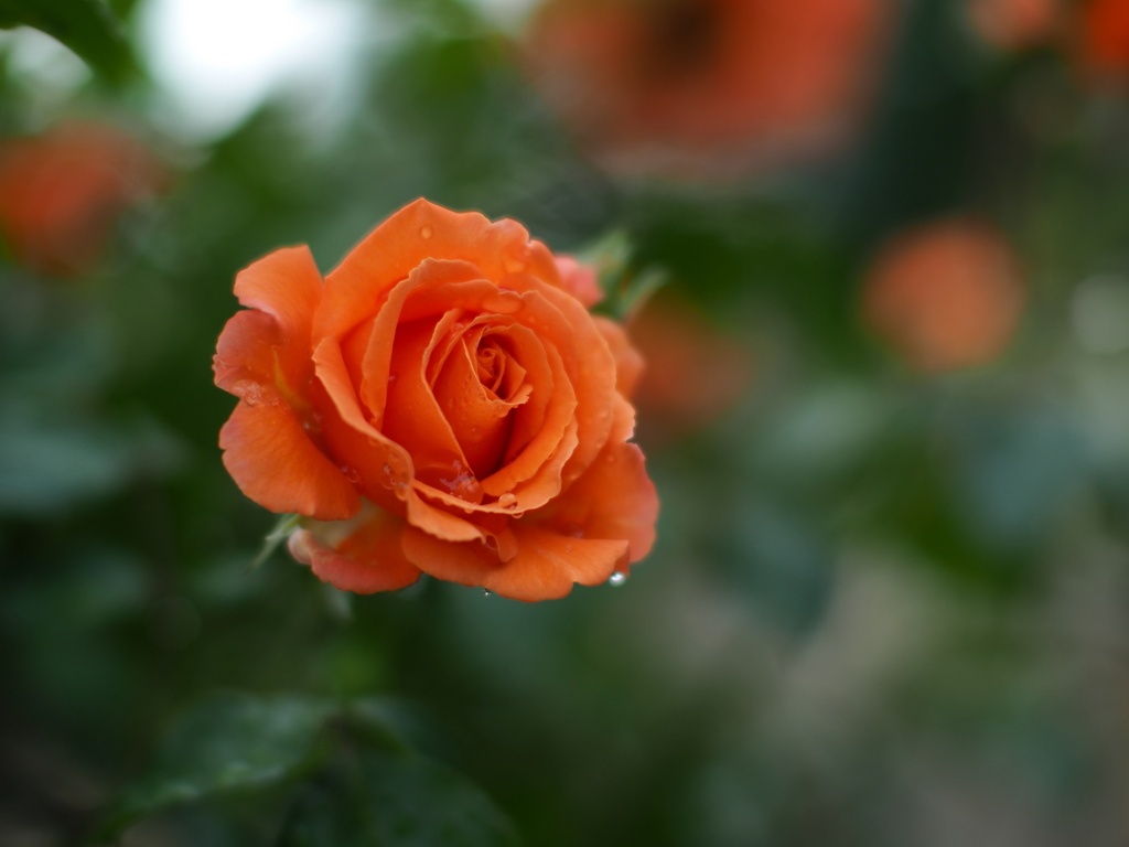 薔薇の雫