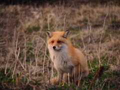 きつねちょっと困り顔