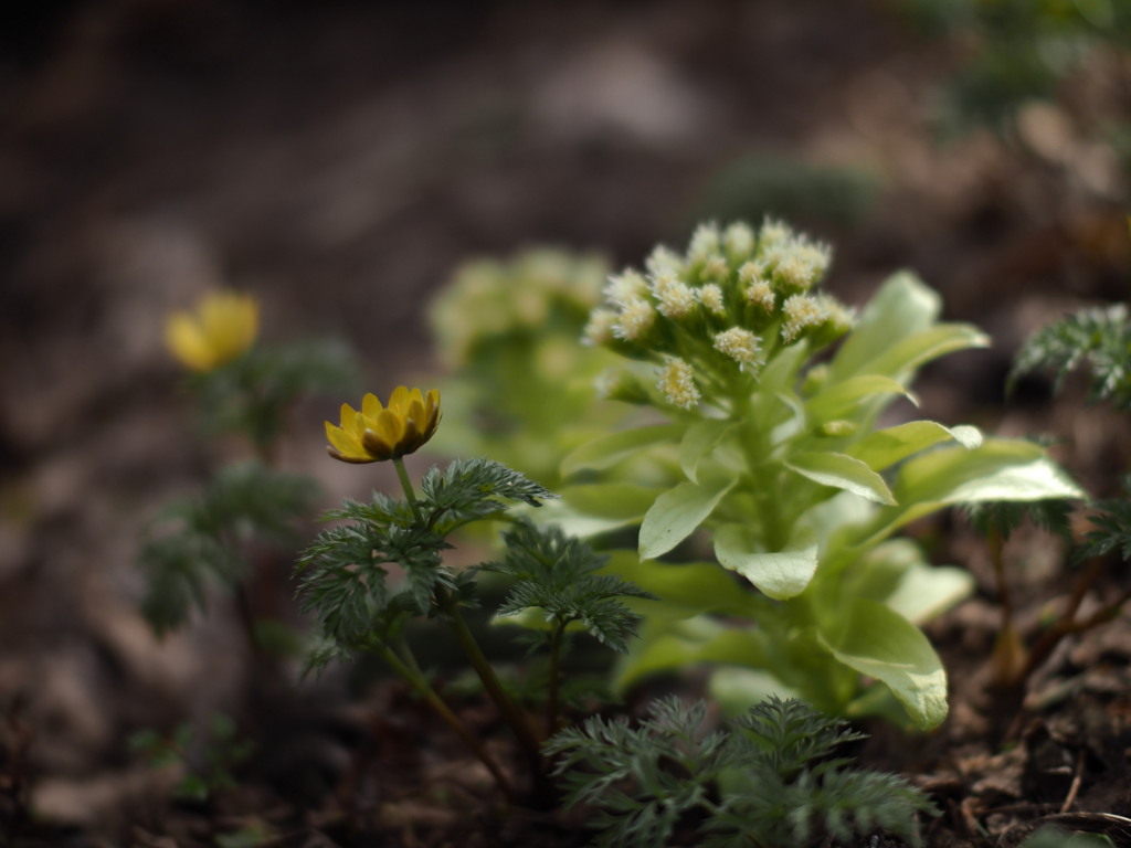 シンクロナイズド