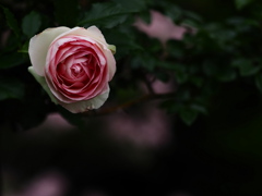 幽の薔薇