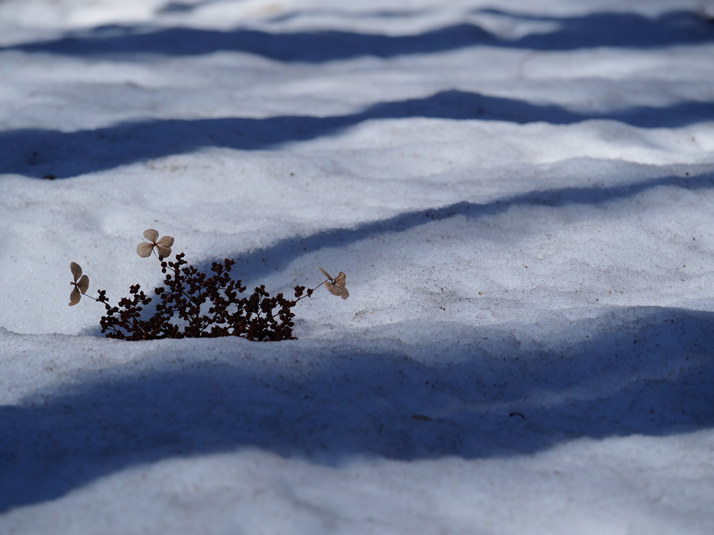 泥雪に咲く