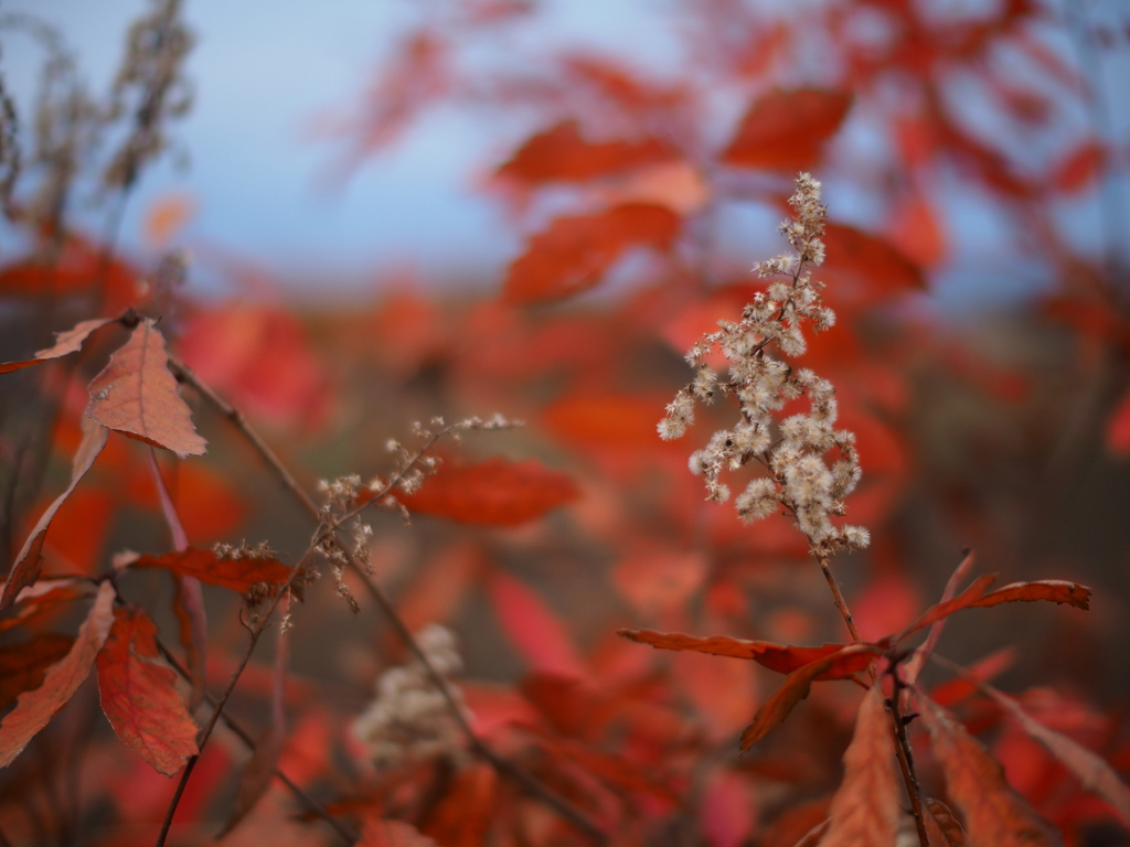 晩秋の彩