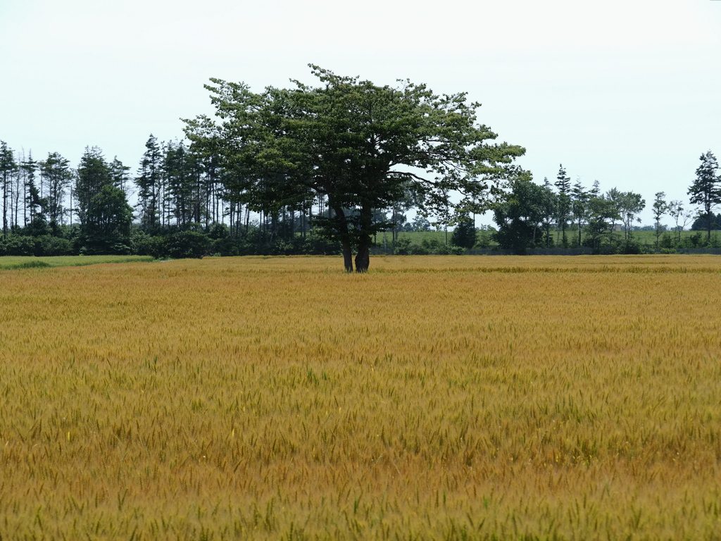 麦守る木