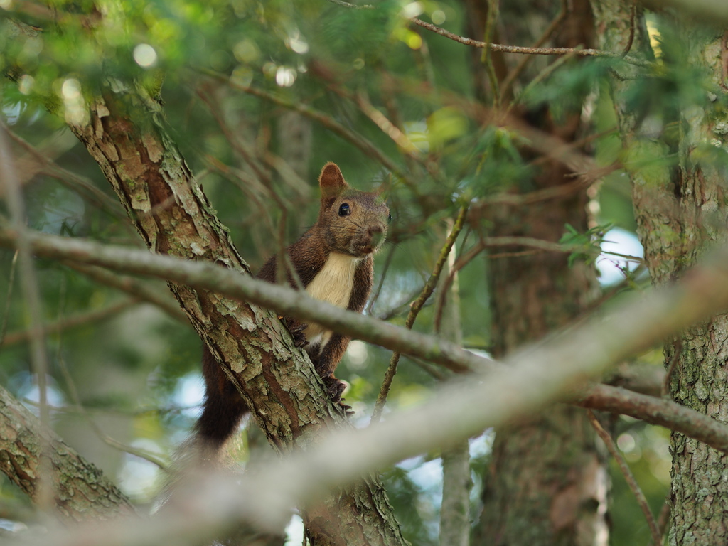 蝦夷栗鼠に遭遇