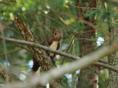 蝦夷栗鼠に遭遇