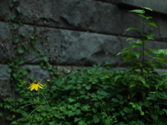 花と石