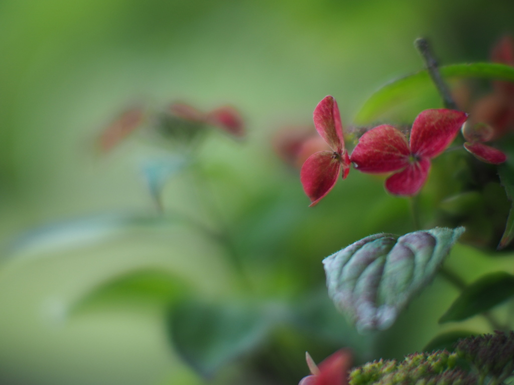 七月の紅