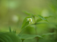 稚児百合咲いた