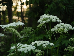 木洩れ日の陰に咲く花