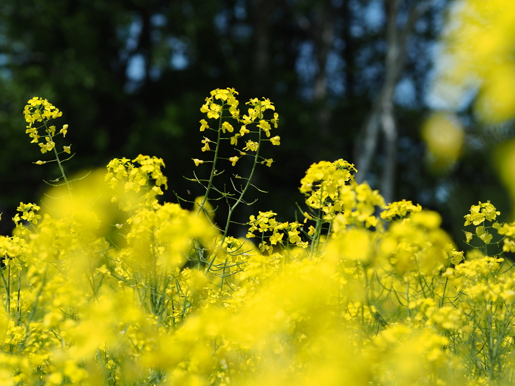 終わりの菜の花